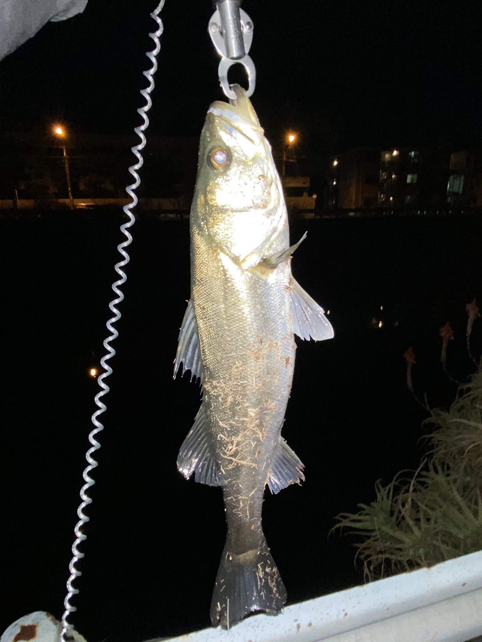 堀割川の釣り人 2 5 30 25 30 シーバス 60センチ 堀割川 坂下橋下流 釣孝丸付近 潮は良さげだったが全く当たりもなく渋い 帰りがけに最終手段で虫ヘッドにパワークラブで探ったらなんとかシーバスが来てくれました 横浜 堀割川 根岸湾 チニング 堀割川の釣り人 2 5 30 25 30 シーバス 60センチ 堀割川 坂下橋下流 釣孝丸付近 潮は良さげだったが全く当たりもなく渋い 帰りがけに最終手段で虫ヘッドにパワークラブで探ったらなんとかシーバスが来てくれました 横浜 堀割川 根岸湾 チニング