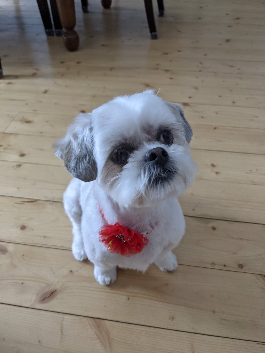 Hey Everyone, it's me Thea. It's my birthday!! I am seven now!  I am gonna get a cheeseburger for dinner!  And presents!! Yay!! Happy Birthday to me!!