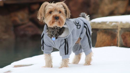 wfaa's tweet photo. Would you just look at these cuties 😍! We love when pets get in on the fun, because snow days are for everyone!  Okay, we didn’t mean to rhyme, but it’s works 😆! Thank you to our viewers for sharing! 

See more pets here: https://t.co/LQAKKNscPM https://t.co/7N7zoOynfC