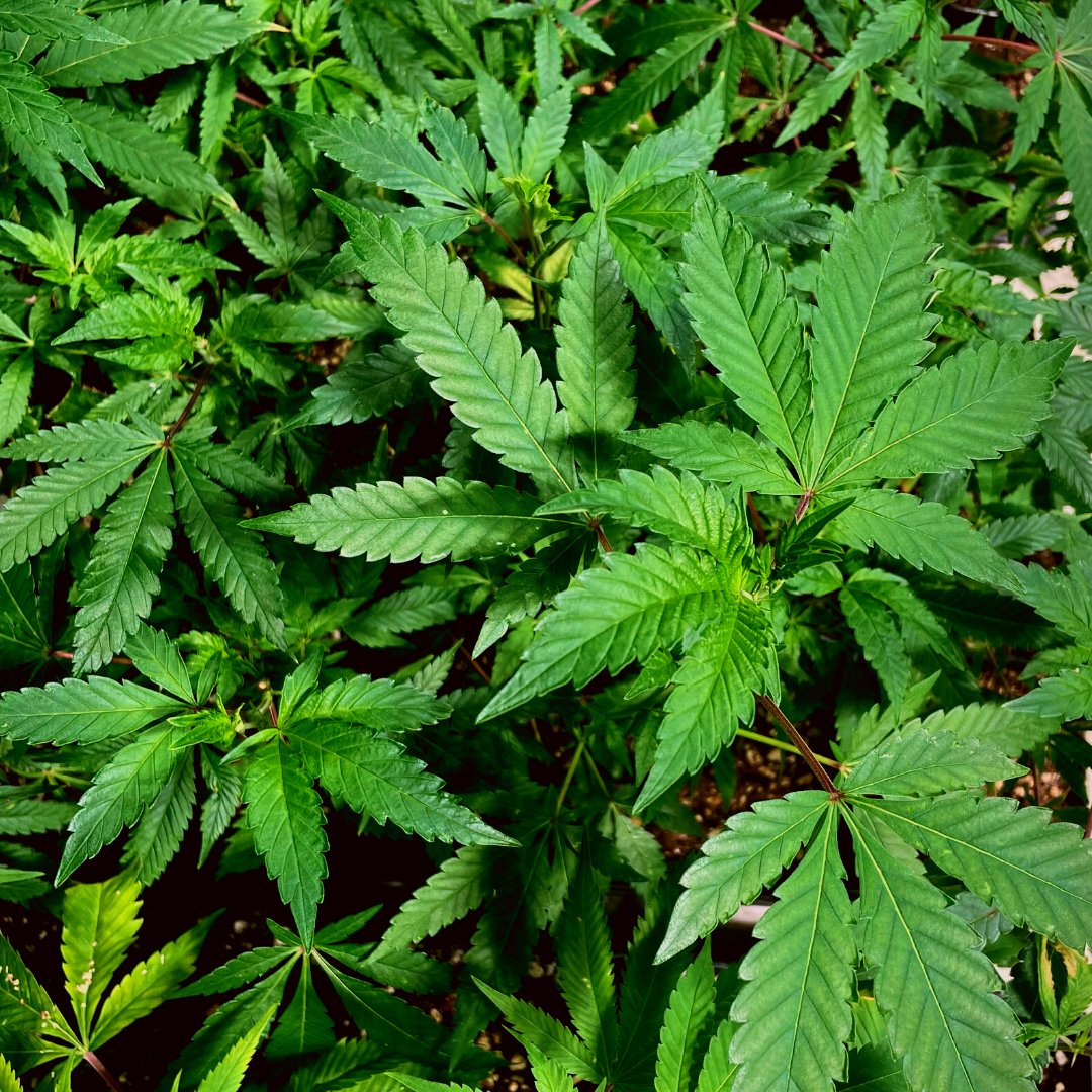 Did you know today is National Hemp Day? Stop by L’Eagle and ask how hemp can help you live happy and healthy. 

#LeagleLife #HempDay #DenverOwned #HempEducation #HighTimes #FunFriday #AscendHealing #HempHealing #DenverDispensary #HighHealing #HempWonders