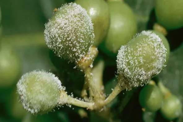 mon_viti's tweet image. FONGICIDES
La note technique 2022 sur les résistances aux maladies de la vigne est en ligne. Contre le mildiou, certaines molécules voient leur efficacité diminuée comme celle du fluopicolide 
buff.ly/3opVzAG
@vignevinfrance 
#vigne #oidium #mildiou #pourriture