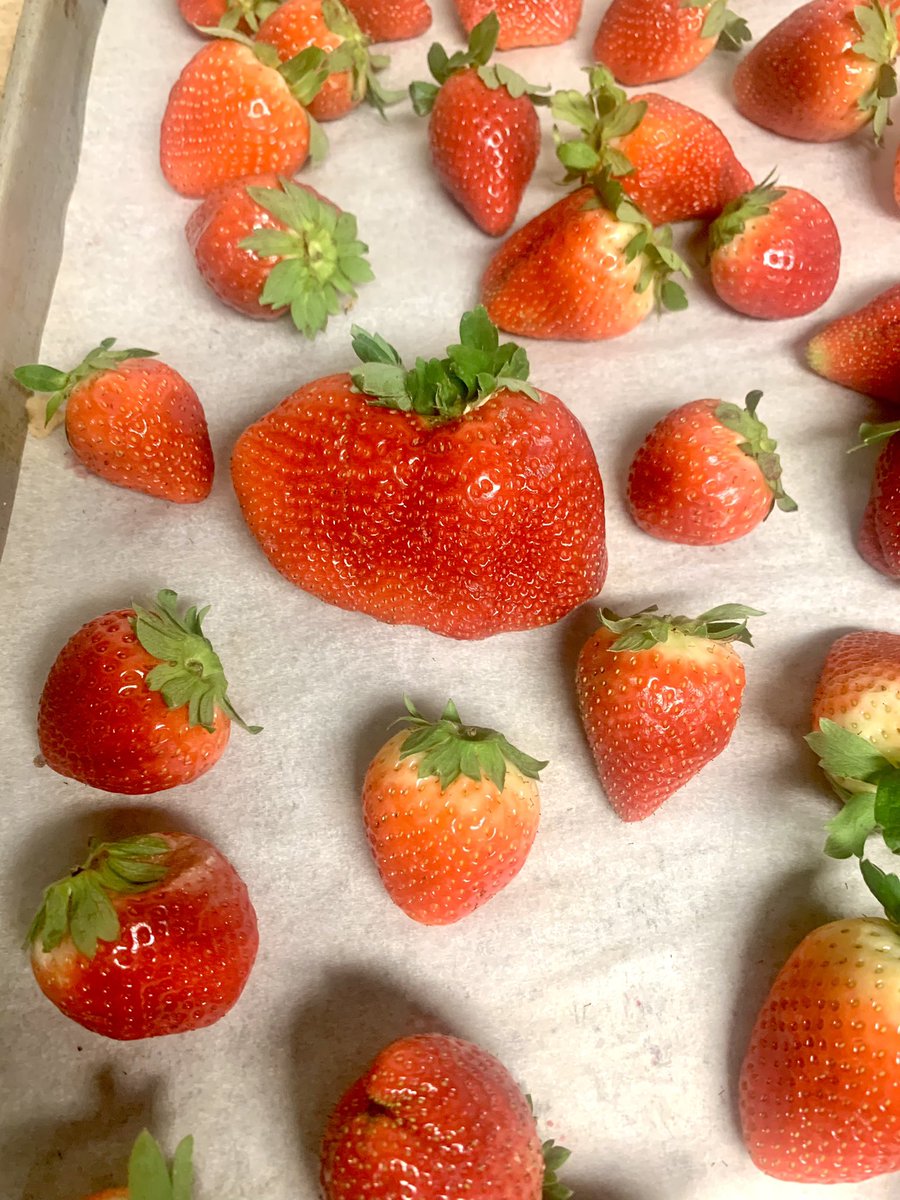 _TheDiningCar's tweet image. Wowser! Who’s the lucky person that will snag that Triple Berry Beauty, once it is covered in chocolate. #meetmeatthecar #chocolate #chocolatecoveredstrawberries