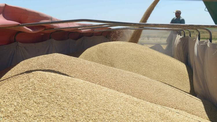 infocampoweb's tweet photo. Los datos del Banco Central que confirman que el agro es casi el único generador de dólares https://t.co/wVEoakZN02 https://t.co/7p076Z2F3c
