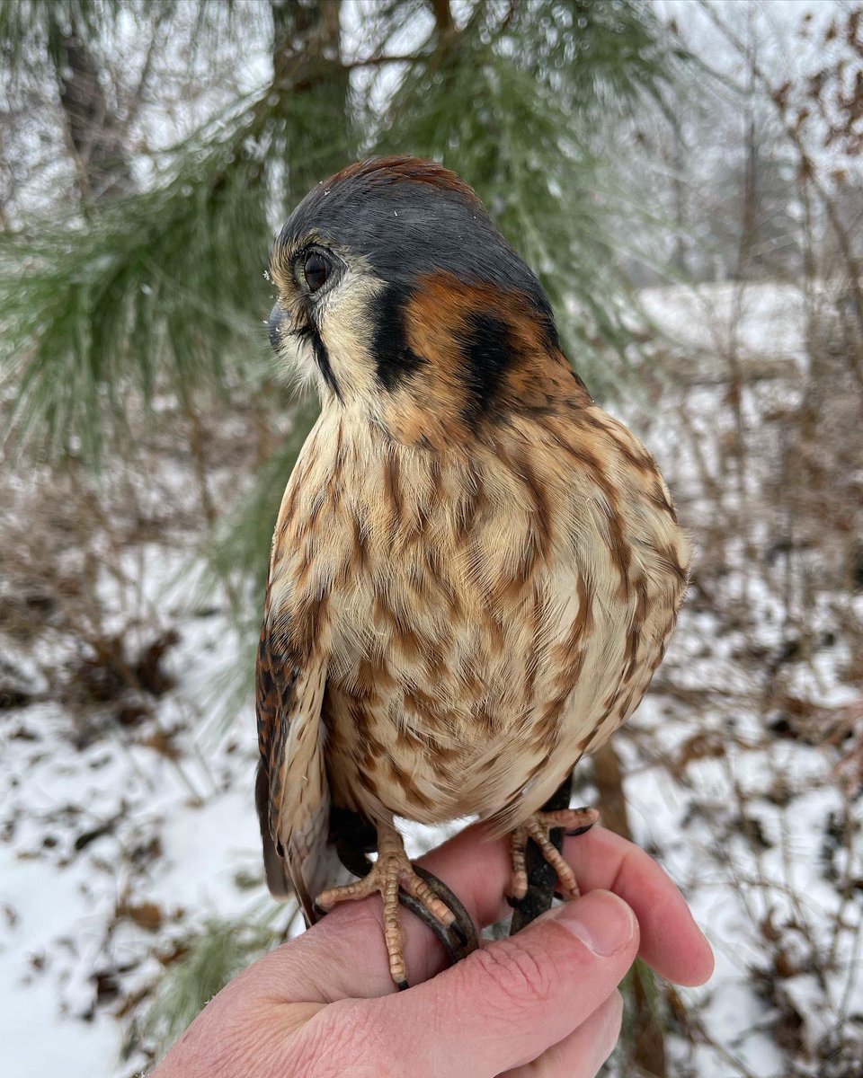 This #winter weather is for the #birds! Puns aside, we hope everyone stays safe and warm this weekend 🌨❄️

#Frozen #Snow #Raptors