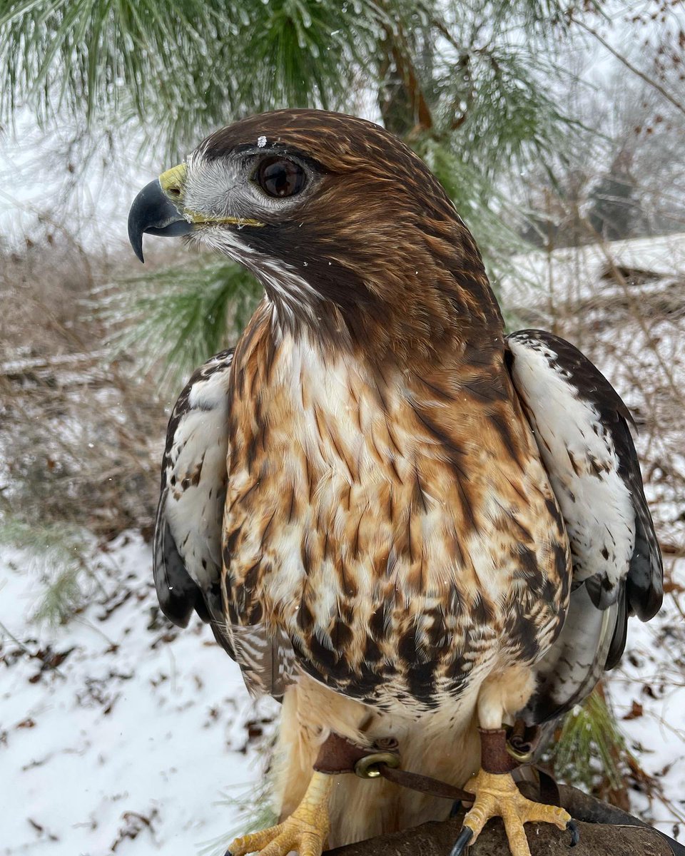 Salato Wildlife Cntr tweet media