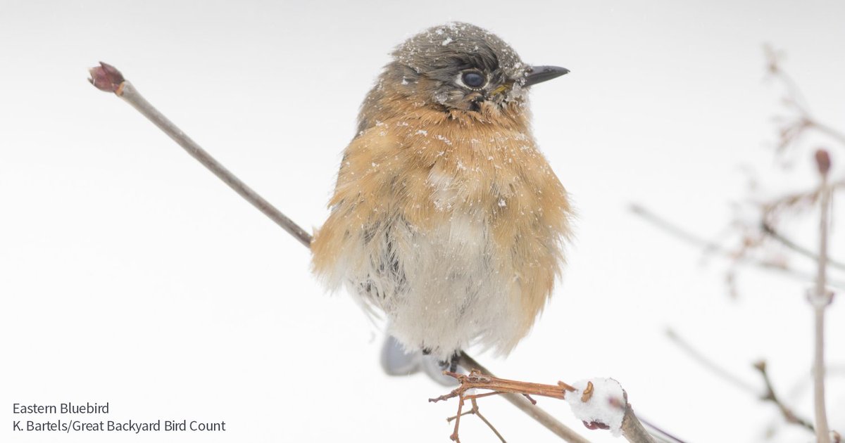 audubonsociety's tweet photo. The Audubon Bird Guide app is a free and complete field guide to over 800 species of North American birds, right in your pocket. Download it today: https://t.co/4JuYBNKmTu https://t.co/UhhNYELDc2