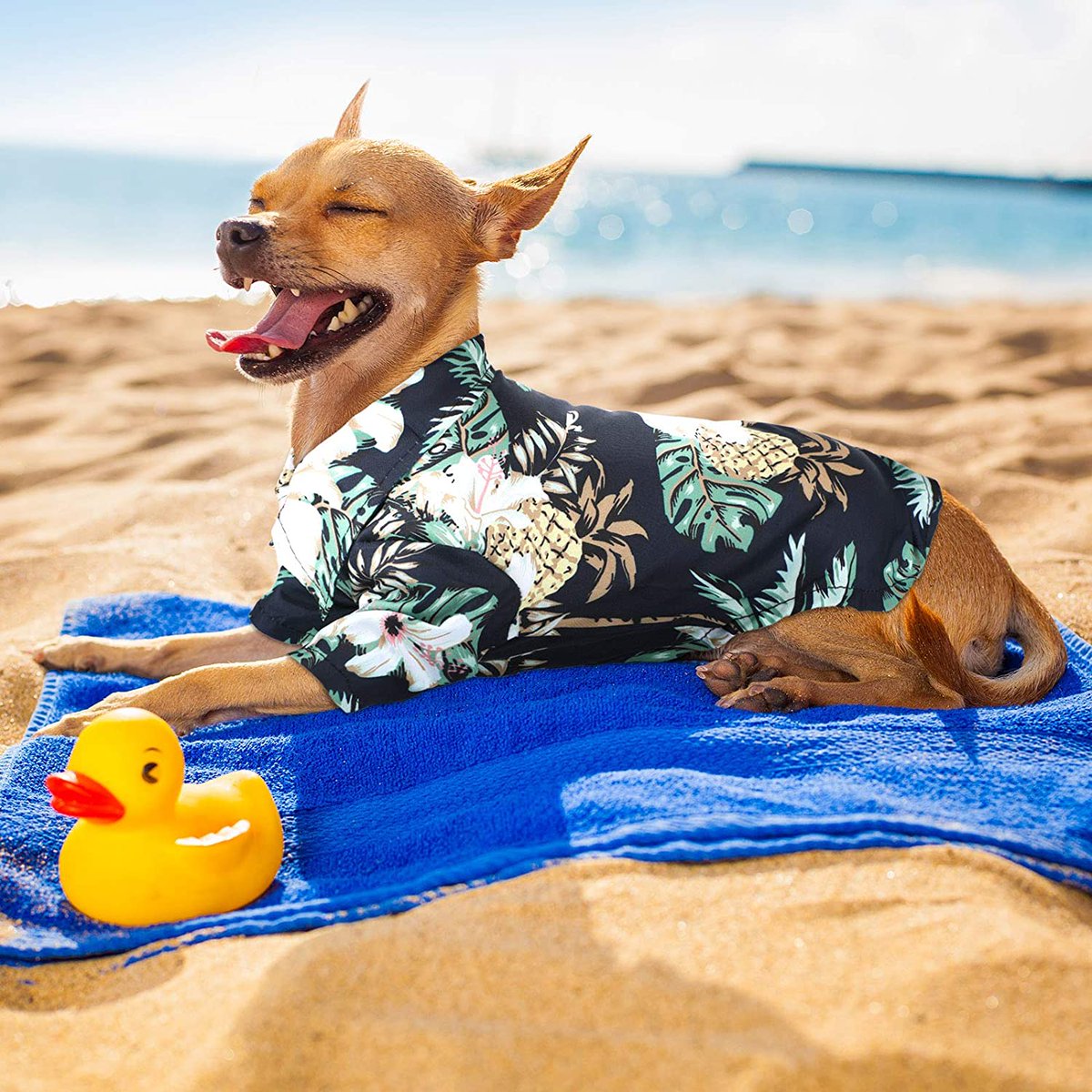TailspinPetCo's tweet photo. The summer is just around the corner! 🌴 ☀️ 🏖️ 😍 
And our best friend deserves to enjoy it too 🐶 🏖️ https://t.co/n1D7HliPFi