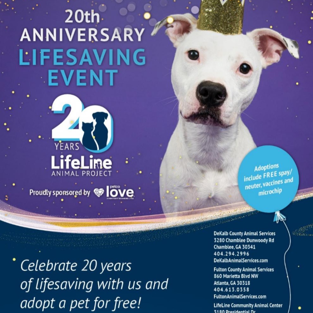 cl_atlanta's tweet photo. In #Atlanta Today, Friday, Feb 4:  Free Adoptions. Dekalb County Animal Services Free. https://t.co/f85SsrOPEX

🔗https://t.co/YLFUPzZiHM

#thingstodoinatlanta #adoptdontshop #atlantadogs #atldogs https://t.co/uPEOsSXs9Q
