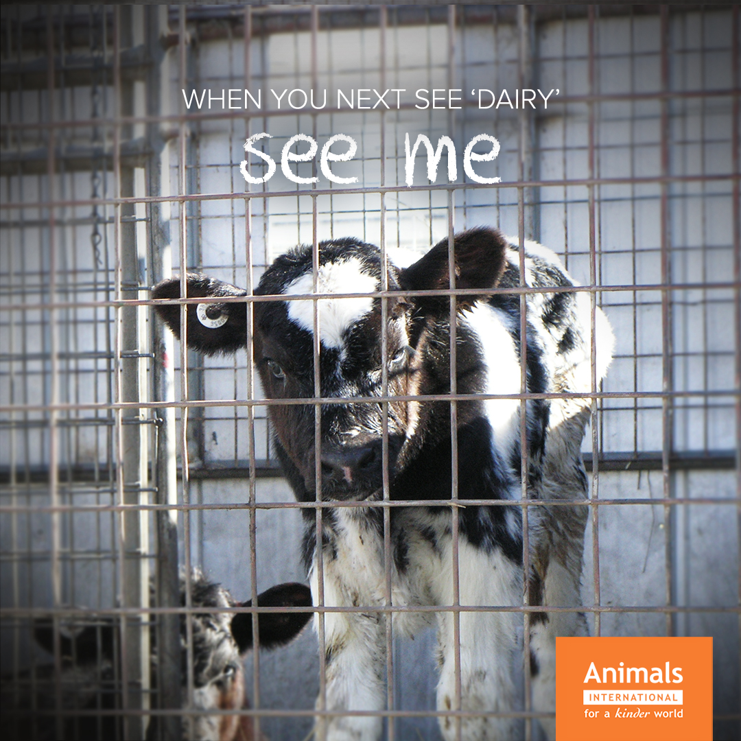 Considered a waste product and slaughtered within days of entering this world. Animals are with us, not for us. Help create a kinder world 🙏