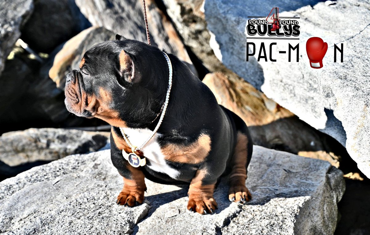 P4PBullys_CEO1's tweet photo. Ready to put in that work. #Pound4Poundbullys #boxing #pacman #stud #designer #micro #Pound4Pound #ct https://t.co/lVGFgKc4xD
