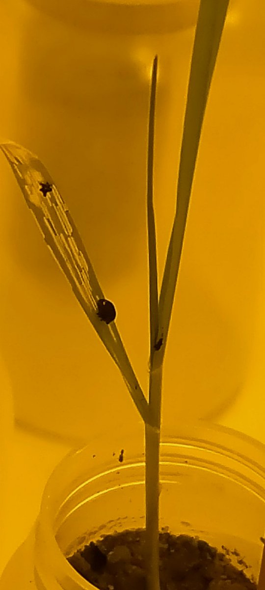 CaterPilarVesga's tweet photo. Oulema melanopus peacefully eating a wheat seedling. #PestInsects #Biocontrol https://t.co/mqtqANX4j7