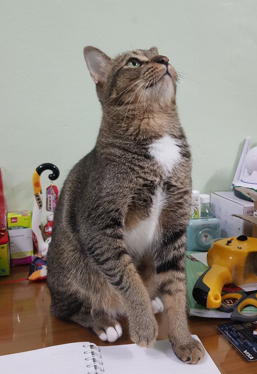 TranslatedCats's tweet photo. Yesterday I lost my neck, but today I found my neck. https://t.co/Dz9FcCAI9O