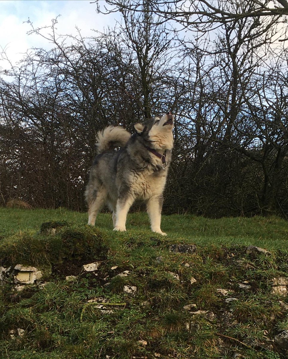 PeakWags&Woofs tweet media