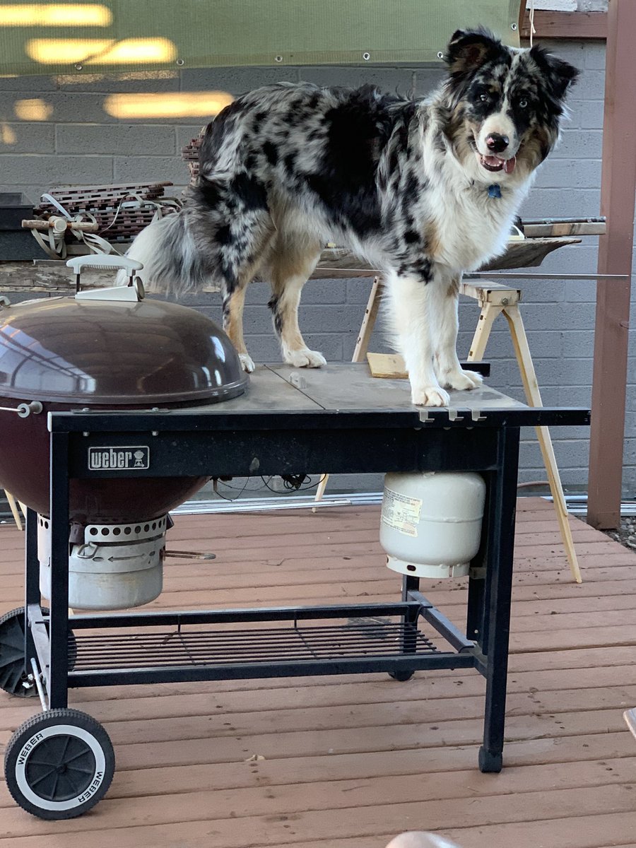 djledford's tweet photo. Dude! What are you doing up there? #yourekillinme #crazyboi #ausky #stuntboy https://t.co/VazrFcDXfe