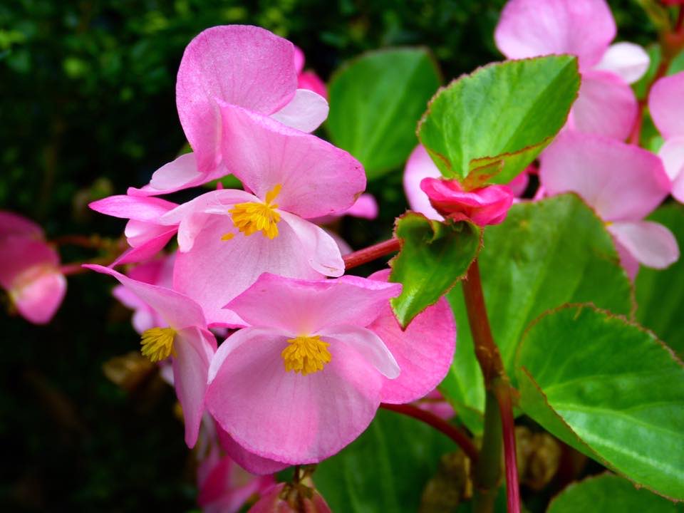 Have a lovely pink #FowersOnFriday 

#Gardening #GardeningTwitter #flowers #FlowerPhotography #begonias #HappyFriday