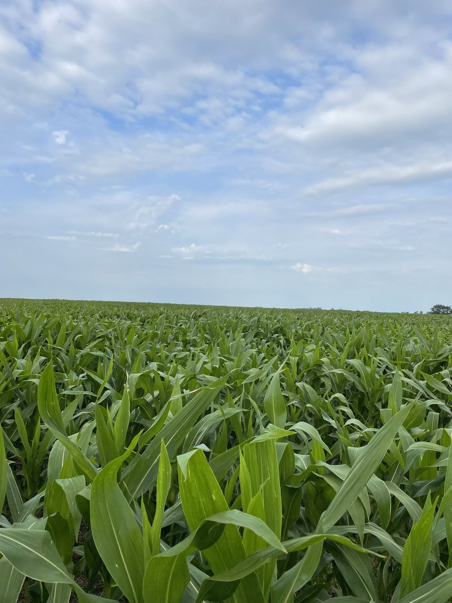 LucasOteiza2's tweet photo. Agropecuaria El Grillo eligió #SYN979VIP3 como opción de maíz para picado, tanto de primera, como de segunda. Se lo ve muy bien a pesar de la fuerte ola de calor
72.000-62.000-52.000 plts/ha las densidades elegidas paracada ambiente
Se los ve muy bien
#UnPasoAdelante
@NKSemillas https://t.co/5FXBJWtbYQ