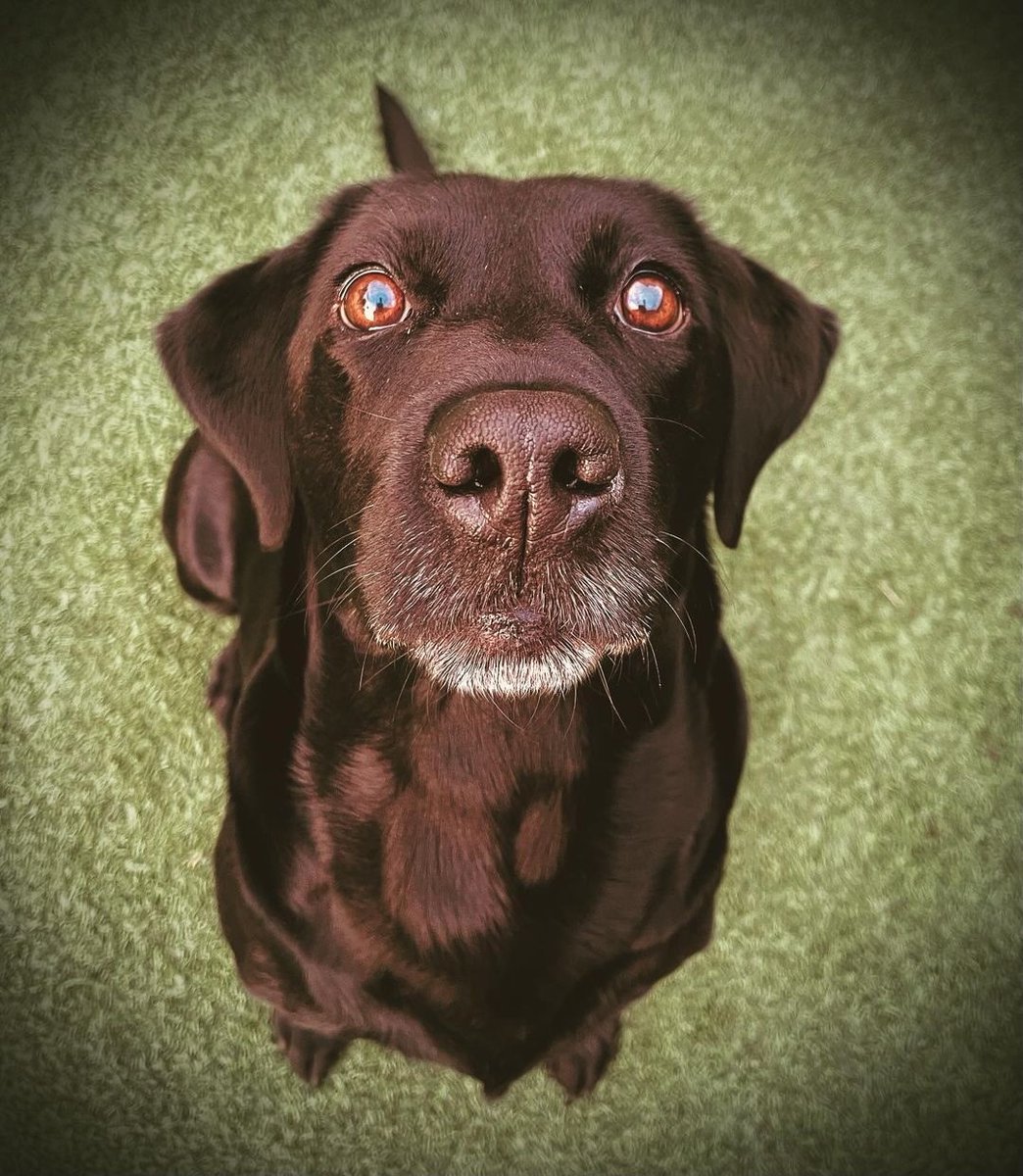 HiLife Dog Food tweet media