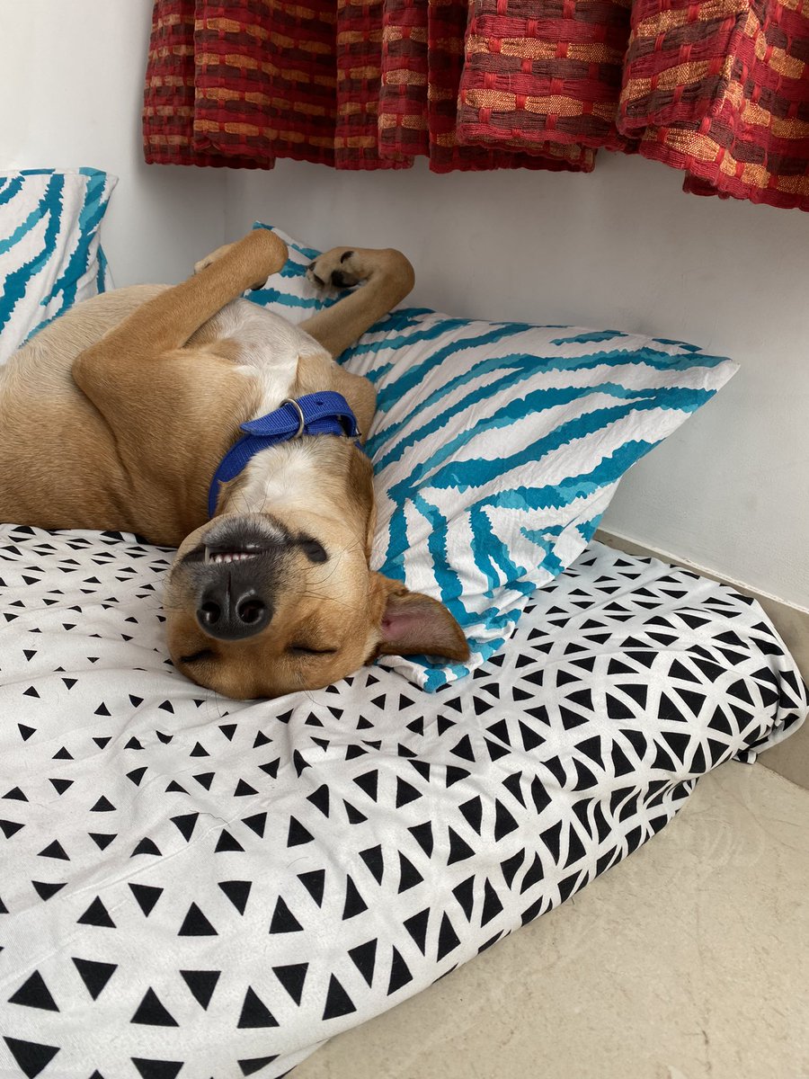 cheekusahoo's tweet photo. Bruno and his sleeping positions.
A 🧵 https://t.co/eqqNdPjxz6