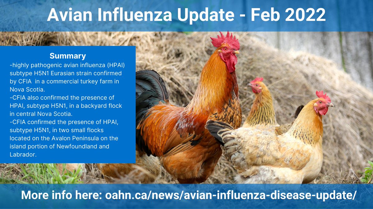 OntAnHealthNet's tweet photo. Avian Influenza Update from OMAFRA - Feb 2022
More info here:
https://t.co/VYK4WoAazo
#AvianInfluenza #poultryhealth #CanadianPoultry #CanadianChickens #BirdHealth #VetMed #SmallFlock #Backyardchickens #chickenVet #VetTwitter https://t.co/aweGklrXLL