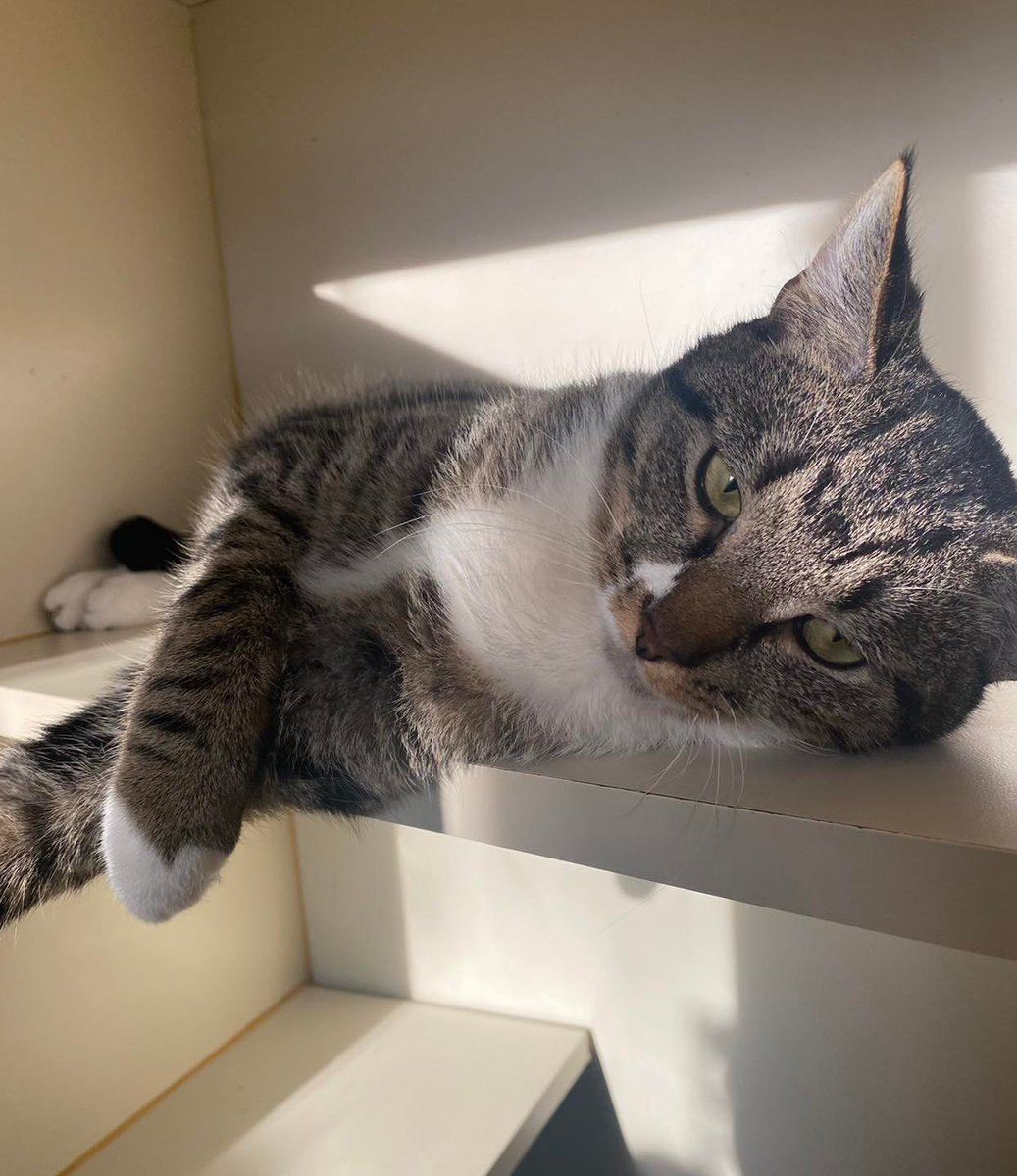SCFA16's tweet image. Happy Feline Friday aka Fri-yay! Shelter resident Gunther is planning to relax and wait for his forever person to adopt him…what are your plans? We hope a visit to the Franklin Township Animal Shelter! Open today 12-3 and Saturday 12-6.  #adoptdontshop #adoptme #CatsOfTwitter