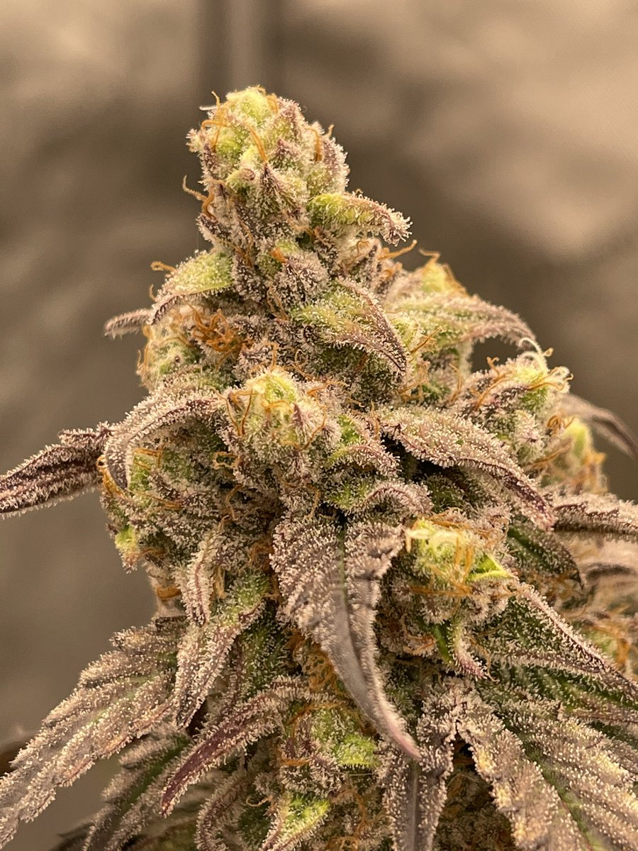 doug_hofferman's tweet image. Few more days 🥶👀 - #zebrastripe from @irvineseedco 🔥 - Grown under #spiderfarmer #se7000 💡#growyourown #cannabis 👨🏼‍🌾🌱✌🏼