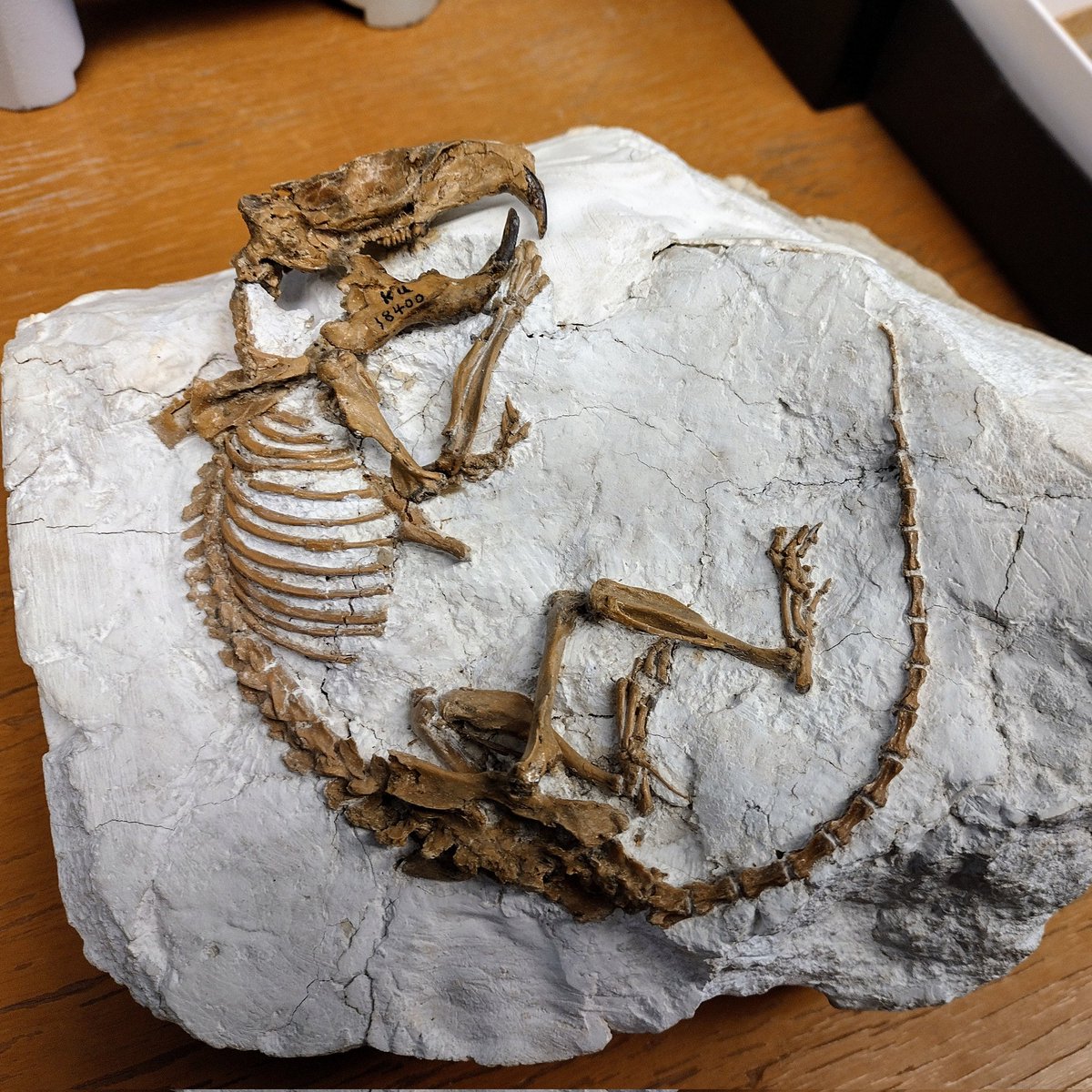 therealmfj's tweet photo. Another burrowing rodent to complete the week! Here is the holotype of Pleurolicus nelsoni from #KUVP @kunhm. This is an incredible specimen representing an extinct group of pocket gophers that lived near the Oligocene-Miocene boundary. #FossilFriday https://t.co/lWVtSHbmVD