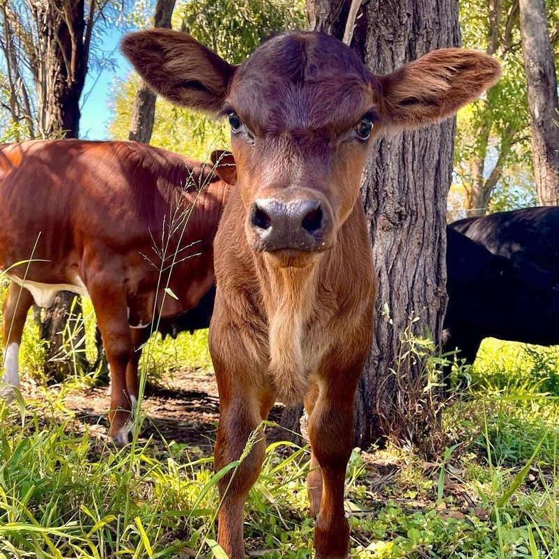 📅 8th February 2022
🐮 Callie
🏷️ Instagram/benjamin.v.crowther
💕 #animaloftheday