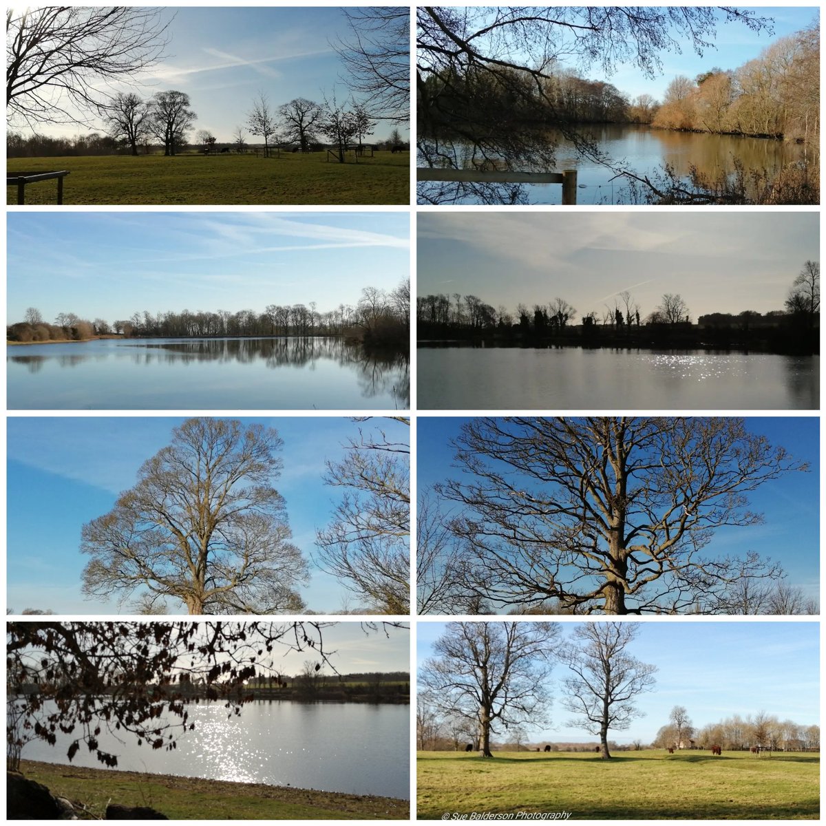 Photo's from our walk a few days ago.#TreeClub #Lakewalks #coutrywalks #NaturePhotography #nature