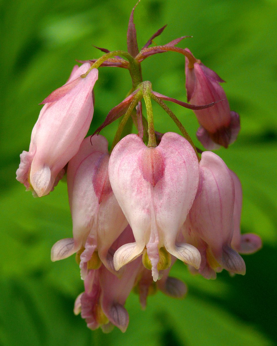 Formosa Native Pacific bleeding hearts (Dicentra formosa) are native to western North ...