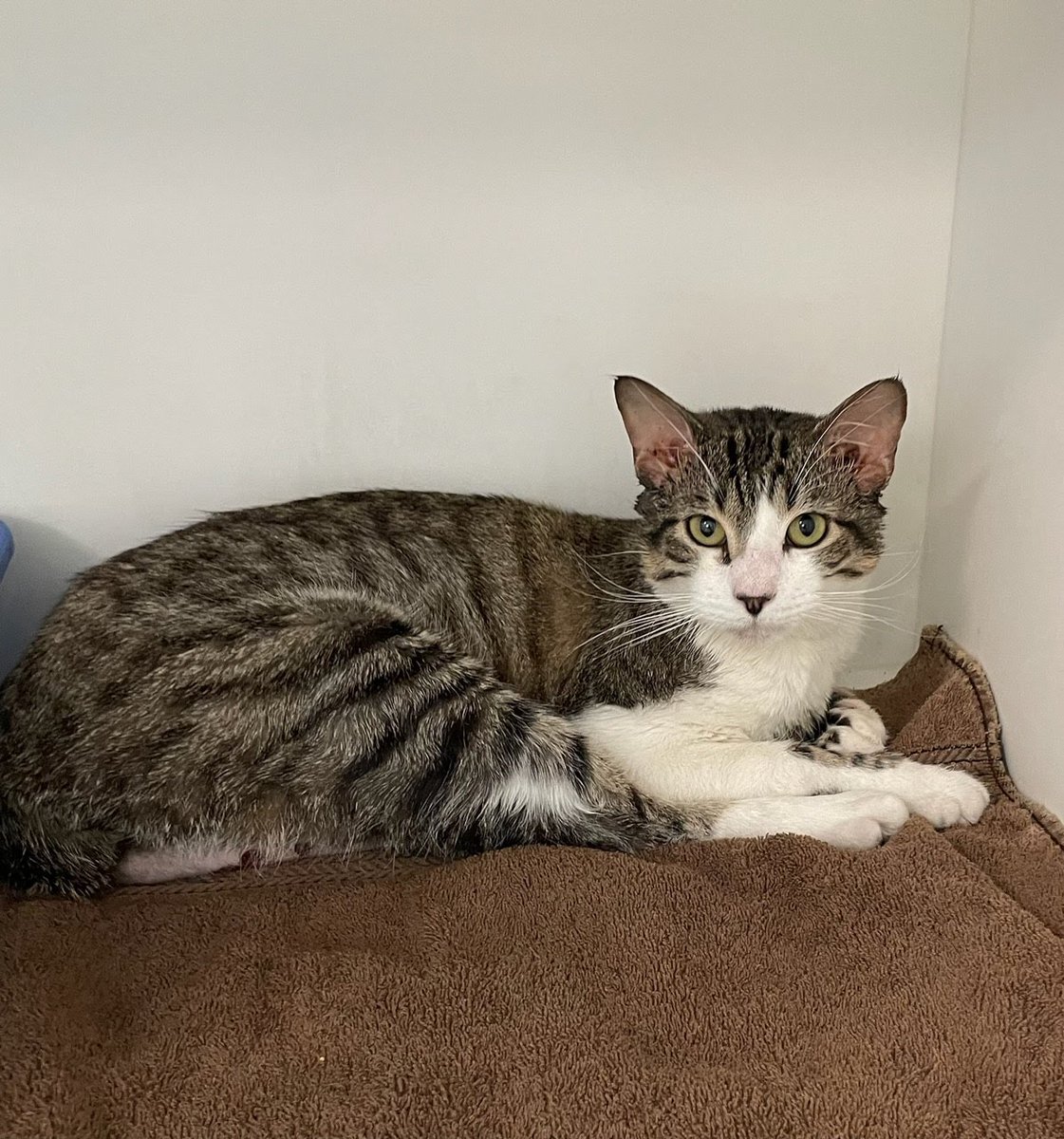 This handsome boy is just one years old and wants nothing more than to settle down. He was found a few weeks ago roaming the streets with another kitty who already found a loving home. Now, Finn is determined to find his! He's sweet as pie and would love to play with you!