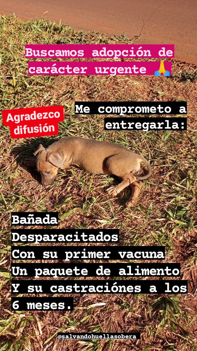Un_michibebe's tweet photo. 🍃🔥Necesito ayuda🍃✨
Eran tres hermanitos me avisan que dos fueron chocados y murieron. Queda una nena en situación de calle.
Adopcion de carácter urgente; me hago cargo de entregarla bañada, desparacitados con sus vacunas y con alimento.
Será tamaño mediano, 4 meses. https://t.co/2FxZGSwZd0