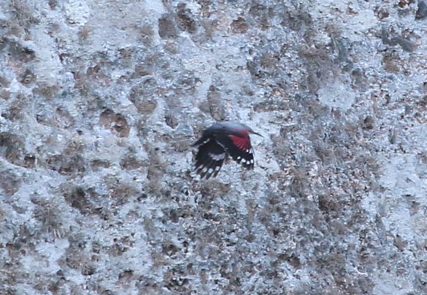 mossjason85's tweet photo. Currently conducting a full census of the Pitiusas (Ibiza+Formentera) Mediterranean Shag population, with @SEO_BirdLife. Today we surveyed Formentera, where the population appears healthy. Big headline though was this Wallcreeper on sea cliffs of La Mola; first for the Pitiusas! https://t.co/2SU3CprcZD