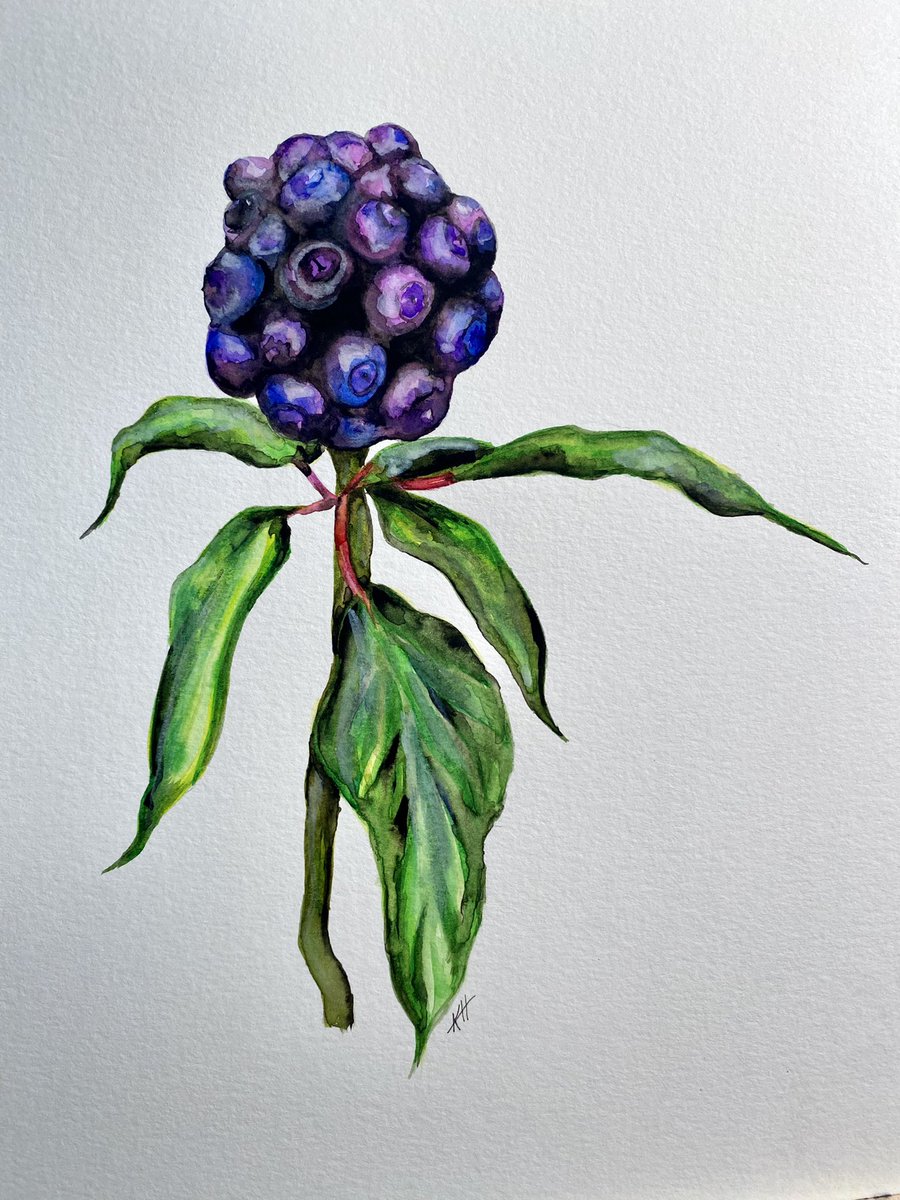 ivy berries study, watercolor