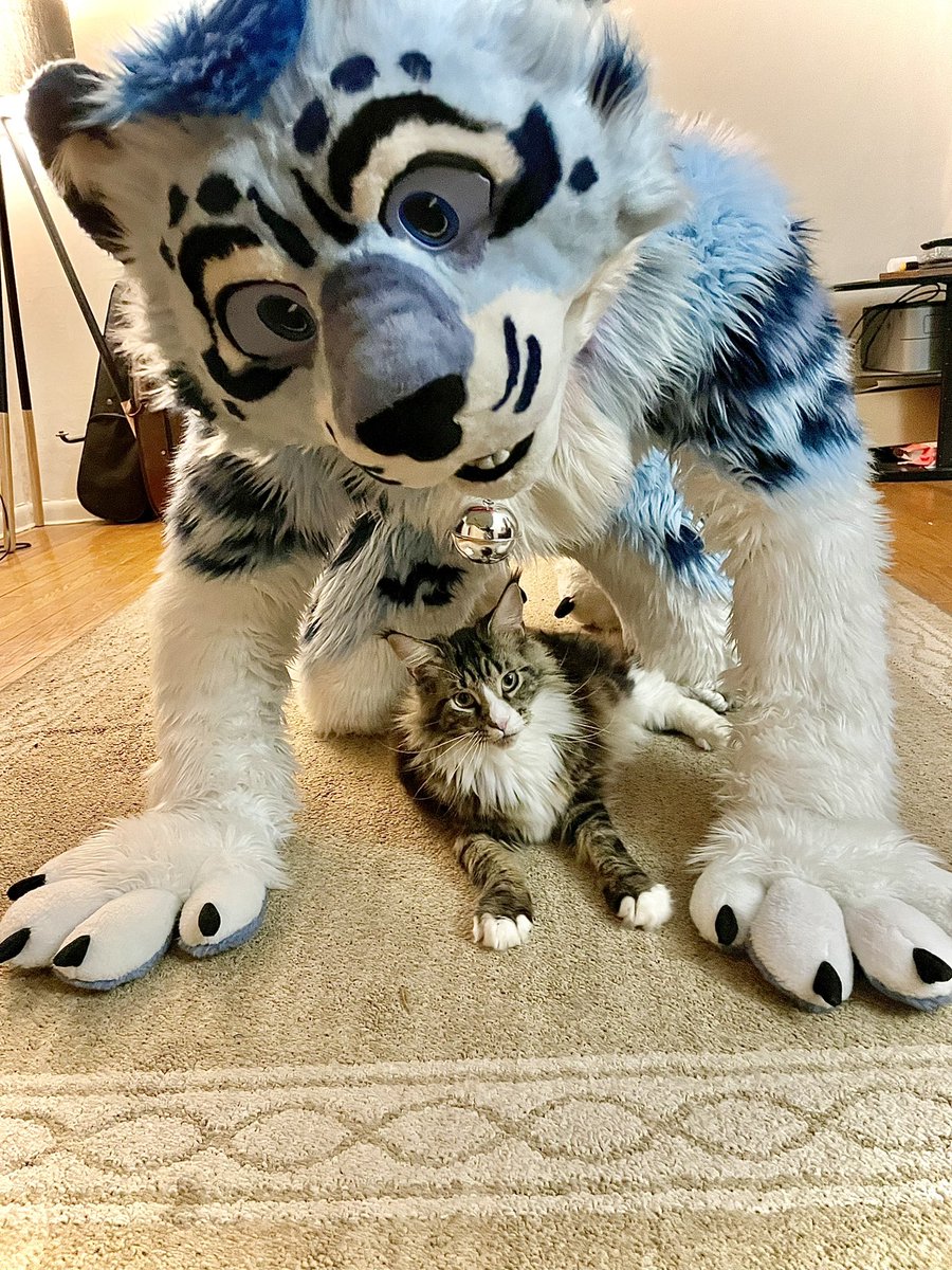 Everytime I drop a photo or video this boi wants to be apart of every action 📸😎
#FursuitFriday #fursuiter #cats