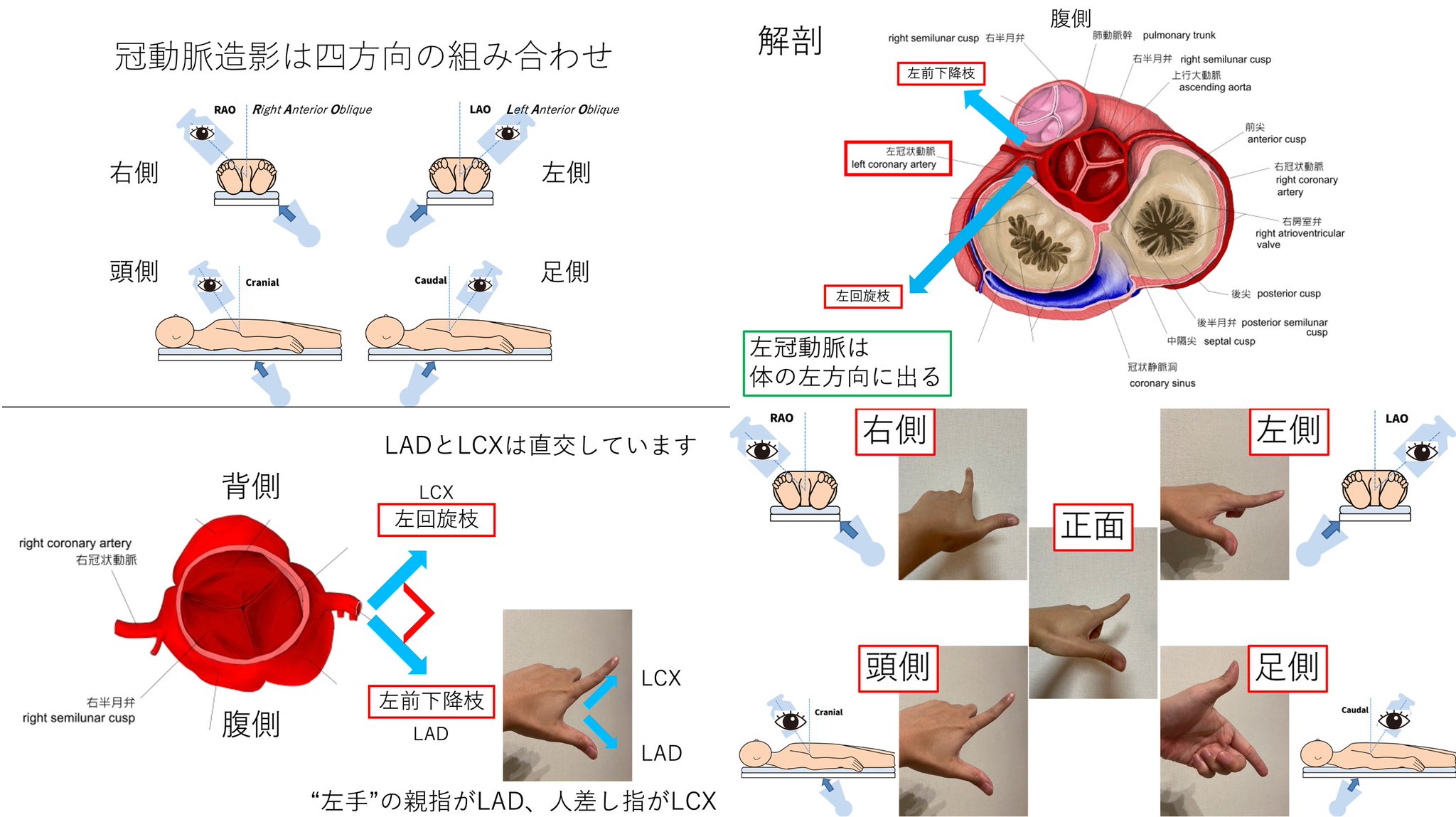 今年の新作から定番まで！ FKxjo7xVkAIx0o2.jpg:large 健康・医学