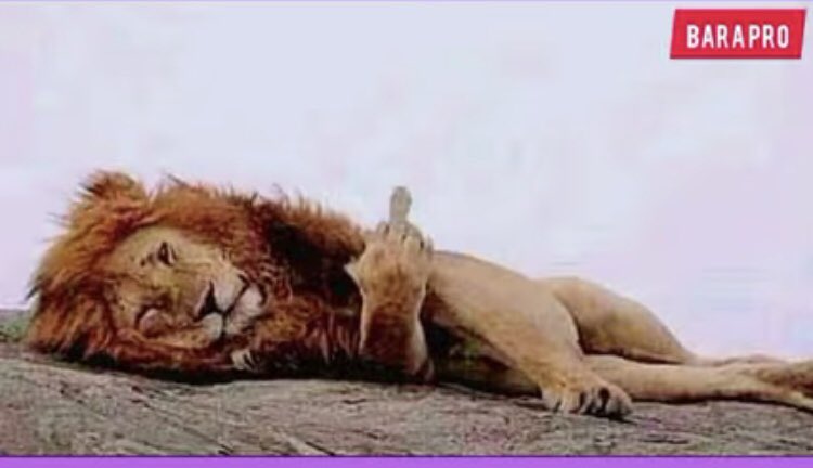 Pierrecephas3's tweet image. La réponse du lion pour ces moqueurs 😆