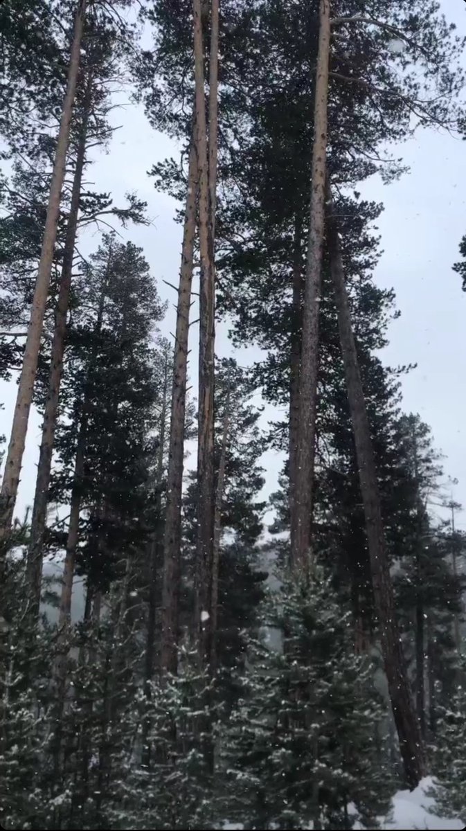 ebrarekincii's tweet image. Sarıkamış ❤️