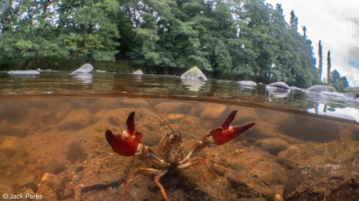 JackPerksPhoto's tweet photo. Signal crayfish are so named because of the red claws looking like a red signal. Something they are only to happy to show off if you get close. #signalcrayfish #underwater #derbyshire https://t.co/Dc2KLJK9XS