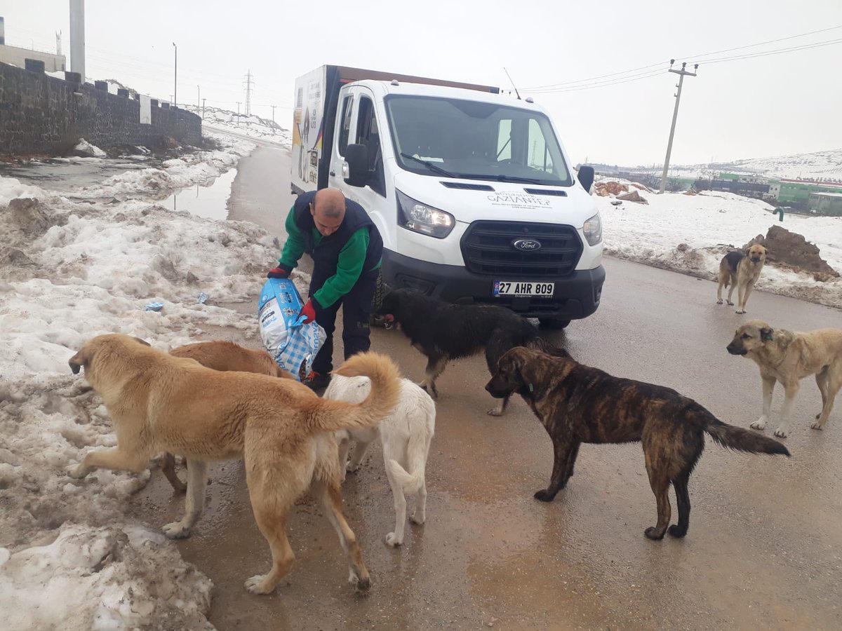 GAZİANTEP BÜYÜKSEHIR BELEDIYESI DOĞAL DOĞAL HAYATI KORUMA DAIRE BAŞKANLIĞI OLARAK SOKAKTAKİ CAN DOSTLARIMIZI HER GÜN OLDUĞU GİBİ BU GÜNDE BESLEDİK #DÜNYA ORTAK EVİMİZ ##