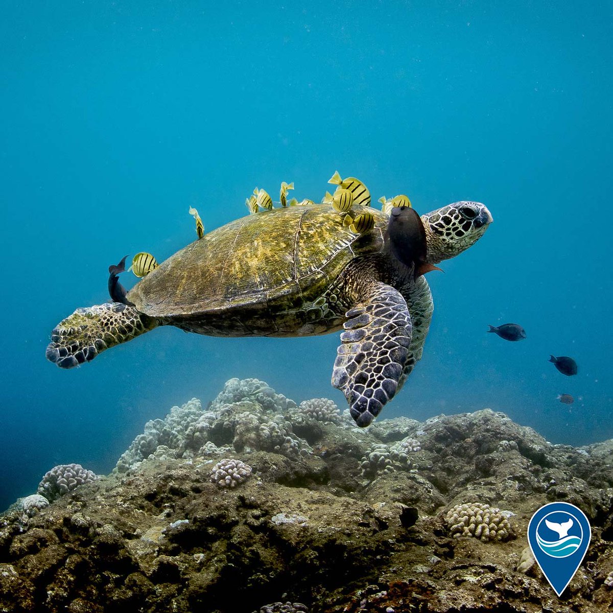 Image Description: A green sea turtle visits a "cleaning station" near Oahu's Haleʻiwa Aliʻi Beach in Hawaiian Islands Humpback Whale National Marine Sanctuary.
