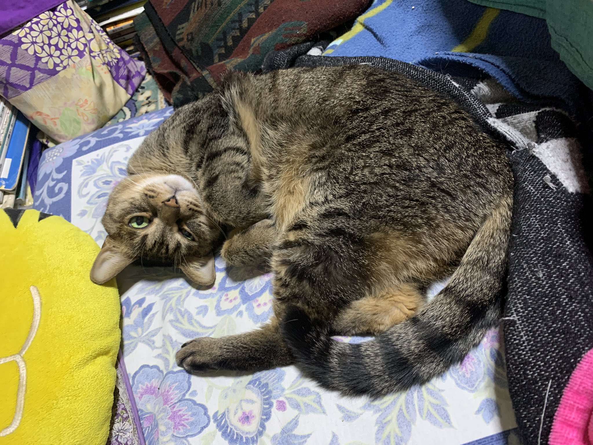 龍胆寺れん ふうとその仲間 寝姿ウインク Neko Cat 猫 ネコ ねこ T Co Opwsik0afk Twitter