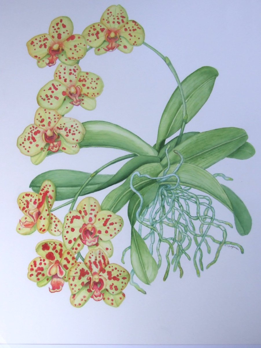 Watercolour of a moth orchid which has been flowering for weeks on my windowsill