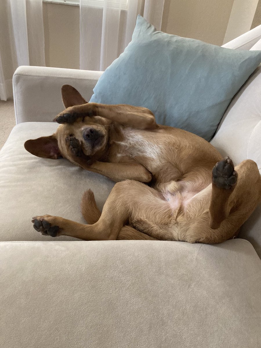 BrownLittleDog's tweet photo. cause it’s Friday…you ain’t got no job…and you ain’t got shit to do… https://t.co/FT6MJVaSZB