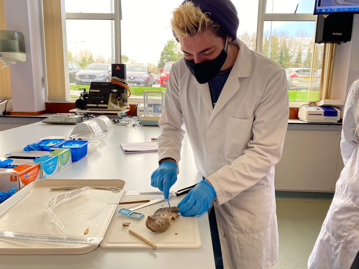 UlsterUniBiomed's tweet image. Lab class today for our Cellular Patology students following up from their lecture on disease and surgical procedure earlier in the week #labclass #biomedicalscience #IBMS