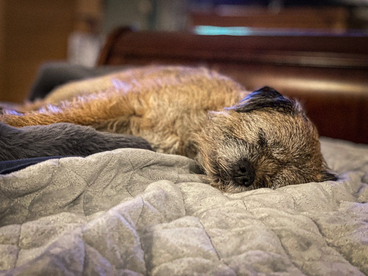 MichelleSLT's tweet image. Wild Friday night in Scruffy HQ 🎉