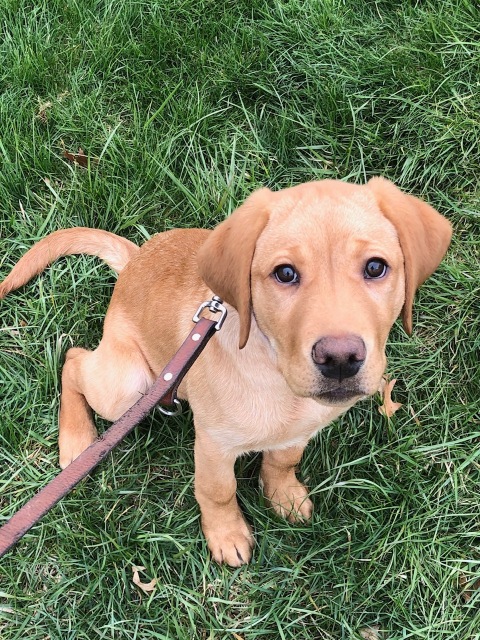 CRIMSONagency_'s tweet photo. Keeping our students and teachers safe! Tune into CBS Detroit/Michigan Matters on Sunday to learn how MCCI client EDK9 @elitedetection is taking action by providing highly trained firearms- and explosives-detection K9 teams to school districts.
https://t.co/UiE6CQboli https://t.co/hI4sgpy9fI