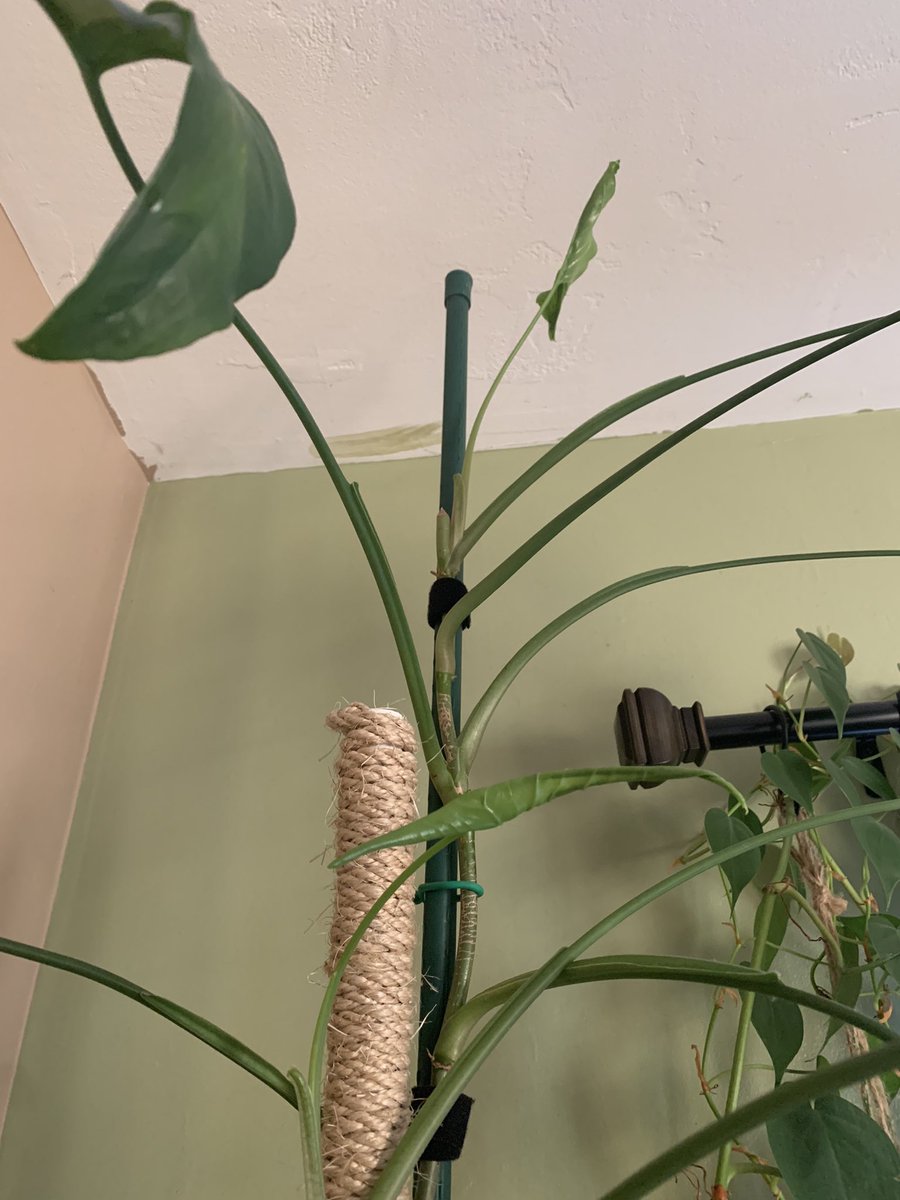 plantymike1005's tweet photo. 🚨Syngonium Thread🚨
Here are a few of mine 😬
Let’s see them!!! 👀
#Thread #plantthread #planttwitter #houseplants #syngonium #plantlover https://t.co/6iSZCHLQEd