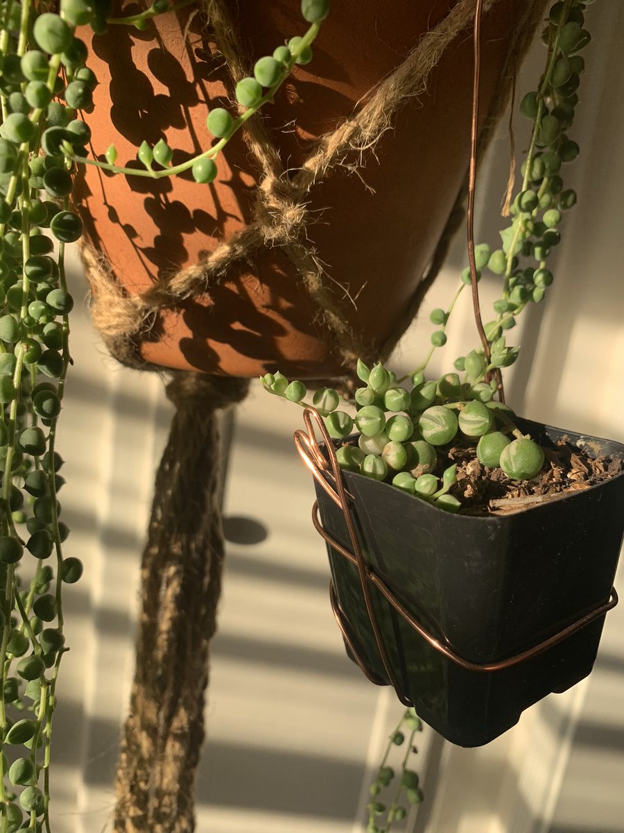 plantymike1005's tweet image. String of pearls ✨✨✨ looking beautiful this evening 🤩

#stringofpearls #planttwitter #houseplants #nature #beauty