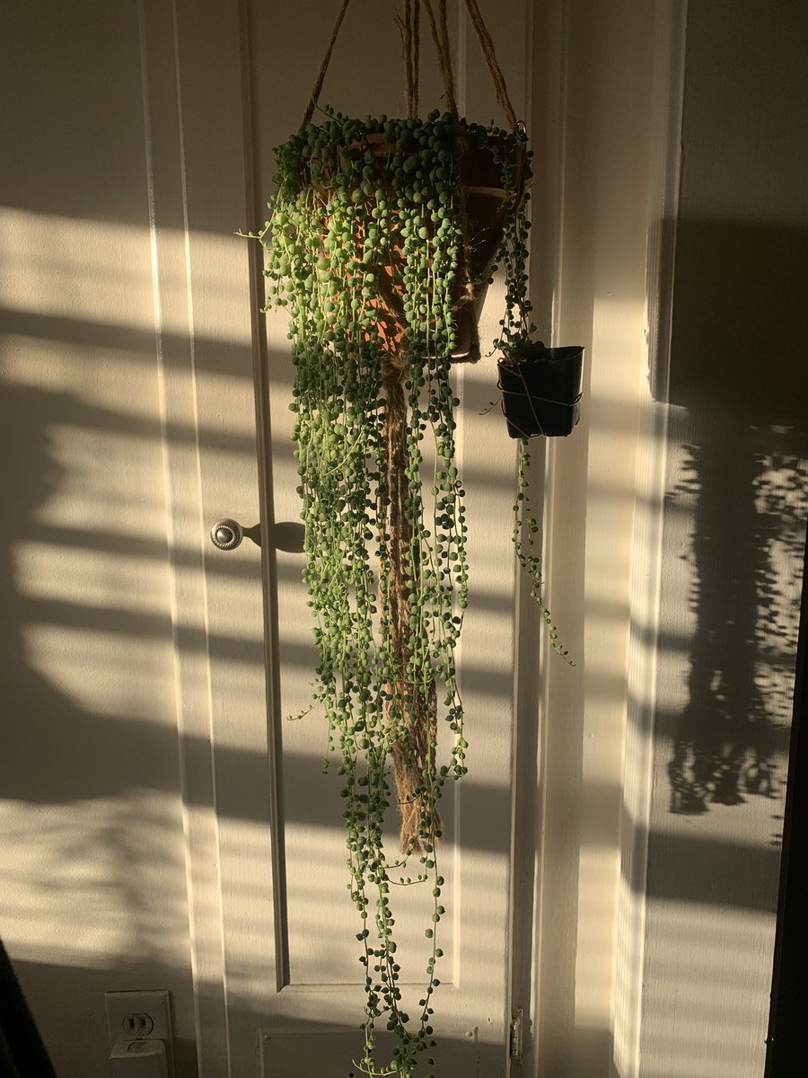 plantymike1005's tweet image. String of pearls ✨✨✨ looking beautiful this evening 🤩

#stringofpearls #planttwitter #houseplants #nature #beauty