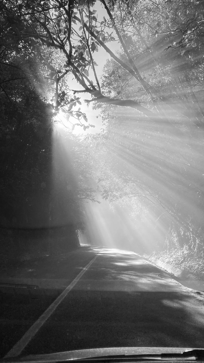 ChekoChR1's tweet image. Translúcido 
#chekochr #carreteras #neblina #carreterayneblina #luzdelsol #translucido #arboles #entrearboles #tranquilidad